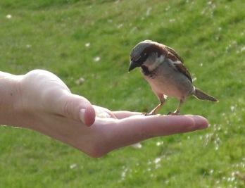 male_house_sparrow_passer_domesticus_feeding_from_hand